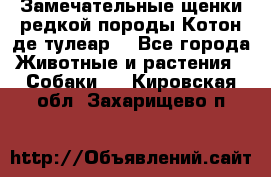 Замечательные щенки редкой породы Котон де тулеар  - Все города Животные и растения » Собаки   . Кировская обл.,Захарищево п.